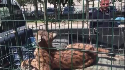 Maden ocağının çatısına çıkan vaşak uyutularak yakalandı
