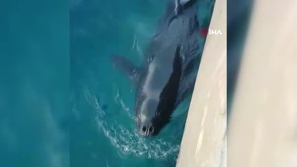 Akdeniz foku balık tutmaya gelen vatandaşların ilgi odağı oldu