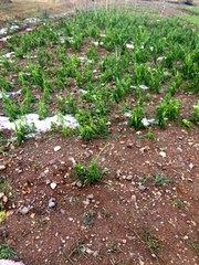 Oltu'da dolu yağışı ekili alanlara zarar verdi