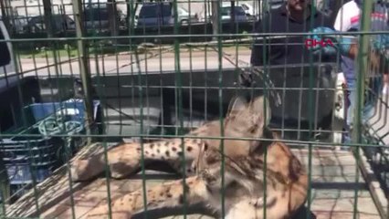 VAŞAK ÇATIDA SIKIŞTI, EKİPLER KURTARDI