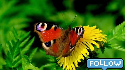 Beautiful Butterfly Flying In The Garden #butterfly #animalslover