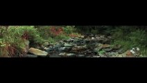 8K VIDEO ULTRA HD HDR - Nature is the art of God 60FPS