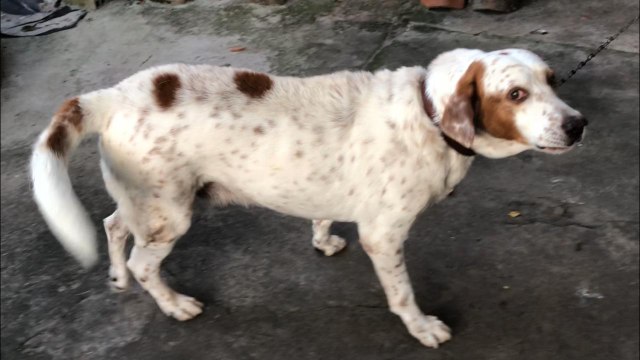 CACHORRO É ATROPELADO NA RUA DA PALHA EM PEDRAS DE FOGO