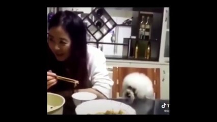 FUNNY ANIMALS doing HILARIOUS THINGS Pets Video Compilation Try Not to Laugh