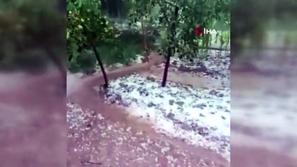 Oltu’da dolu yağışı ekili alanlara zarar verdi