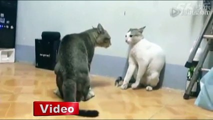 Boksör kediler sosyal medyayı sarstı