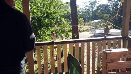 Island Life - Episode 399