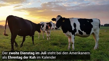 Ku(h)rios - Auch die Kuh hat ihren Ehrentag