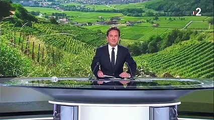 Grand Est : les vignobles touchés par le mildiou