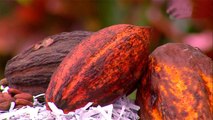 bd-cuales-son-los-beneficios-del-cacao-para-su-salud-140721