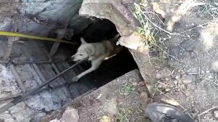 Kırıkkale'de 15 metrelik kuyuya düşen köpek kurtarıldı
