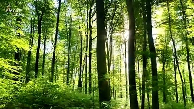 Parts of the Amazon Rainforest Now Produce More Carbon Than They Absorb