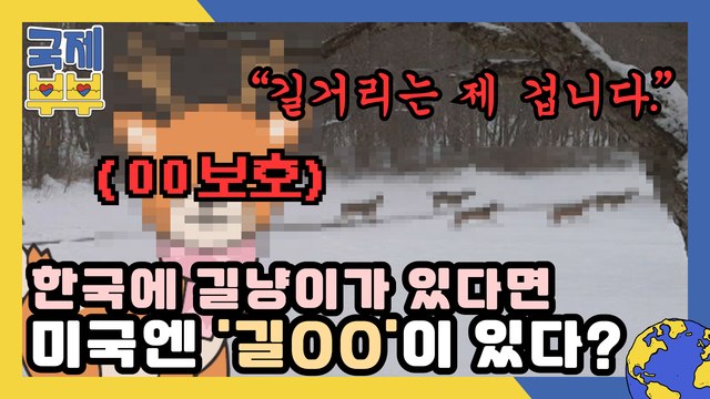 한국에 길냥이가 있다면 미국엔 '길OO'이 있다? 모두를 놀라게 한 동물의 정체는?