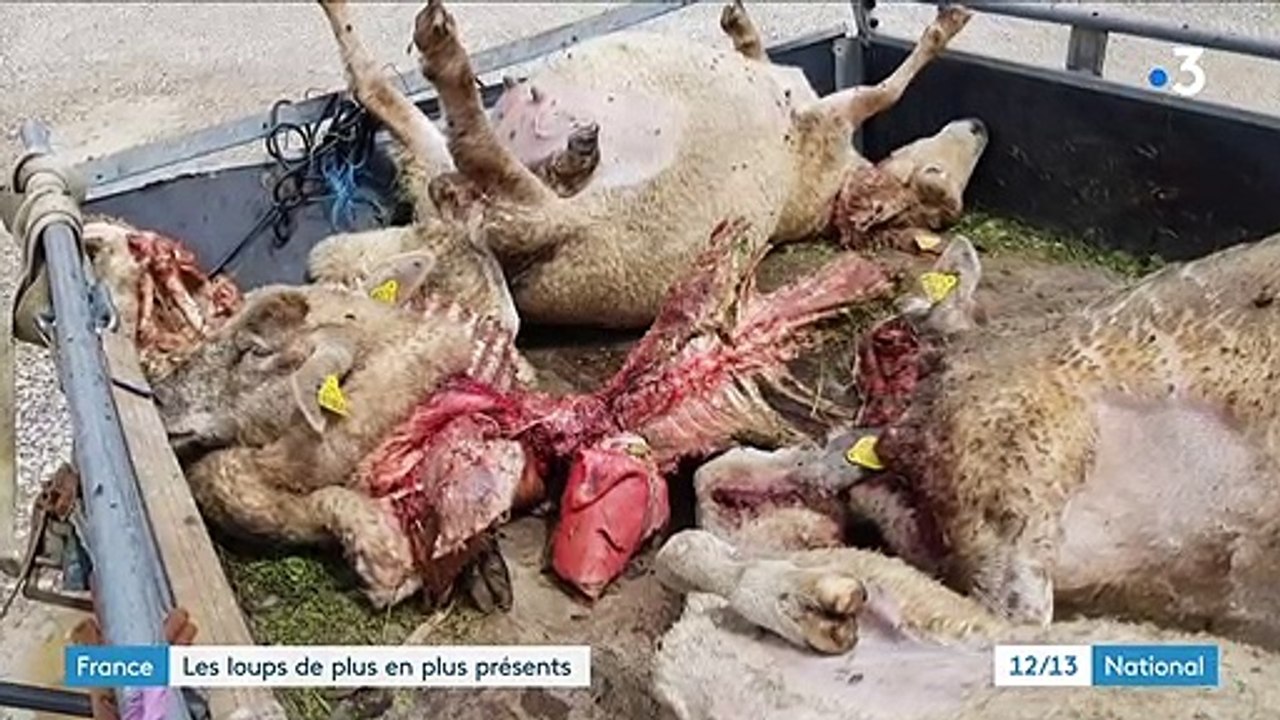 Loups en France : le nombre d'attaques reste stable