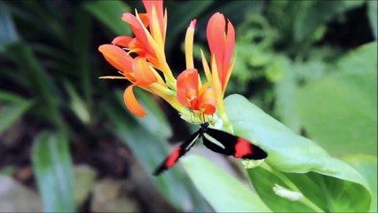 Beautiful Relaxing Music for Stress Relief • Meditation Music, Sleep Music, with Nature