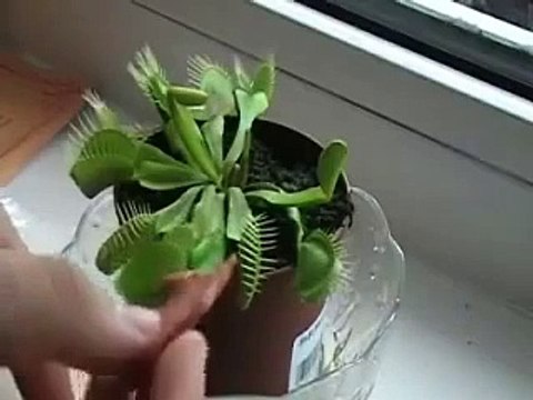 Kahvaltıda sucuk yiyen bitki