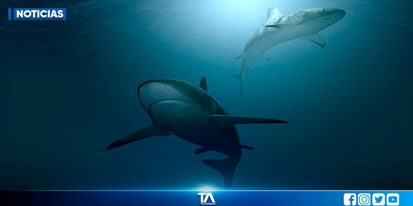 Los tiburones se encargan de mantener saludables a los ecosistemas marinos