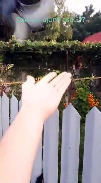 Morador encontra e ajuda cerca de 20 pegas que estavam com as cabeças presas numa cerca