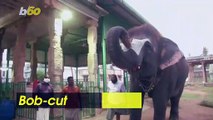These Amazing Elephants Are Showing Off Their Unique Haircuts