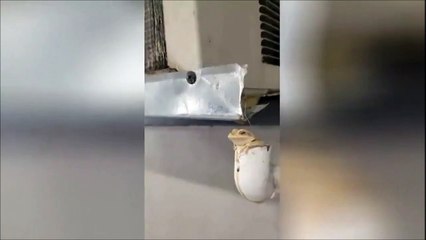 Cette grenouille a trouvé le spot idéal pour passer l'été