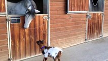 Une petite chèvre et un cheval sont meilleurs amis