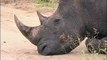 Collaboration incroyable entre un oiseau et un rhinocéros... nettoyage d'oreille