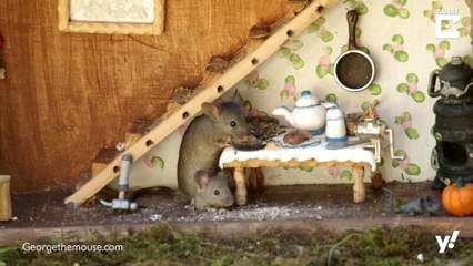 Maus mit Traumhaus wird Internetstar