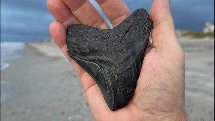 Tropical Storm Elsa leaves behind prehistoric shark tooth