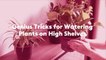Genius Tricks for Watering Plants on High Shelves