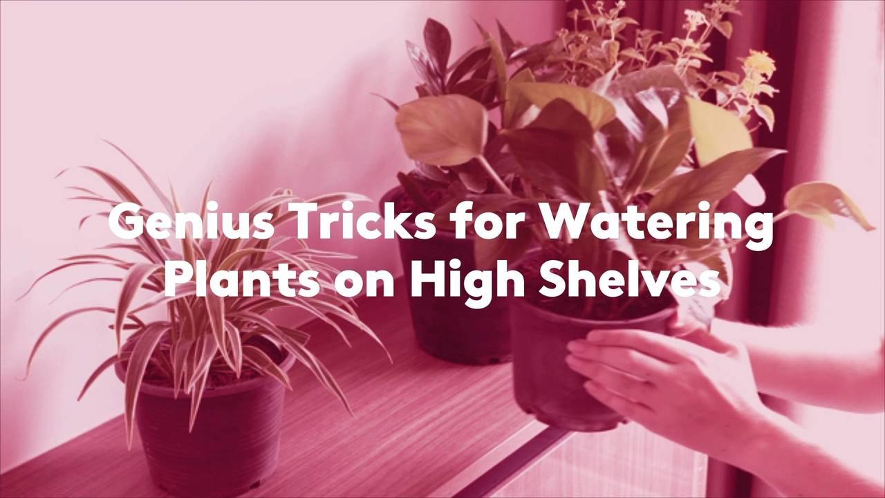 Genius Tricks for Watering Plants on High Shelves