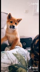 Cute Pets Doing Cute Things In Their Cute Life - Cutest Animals On TikTok #8