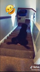 Dog is going down stairs  funny