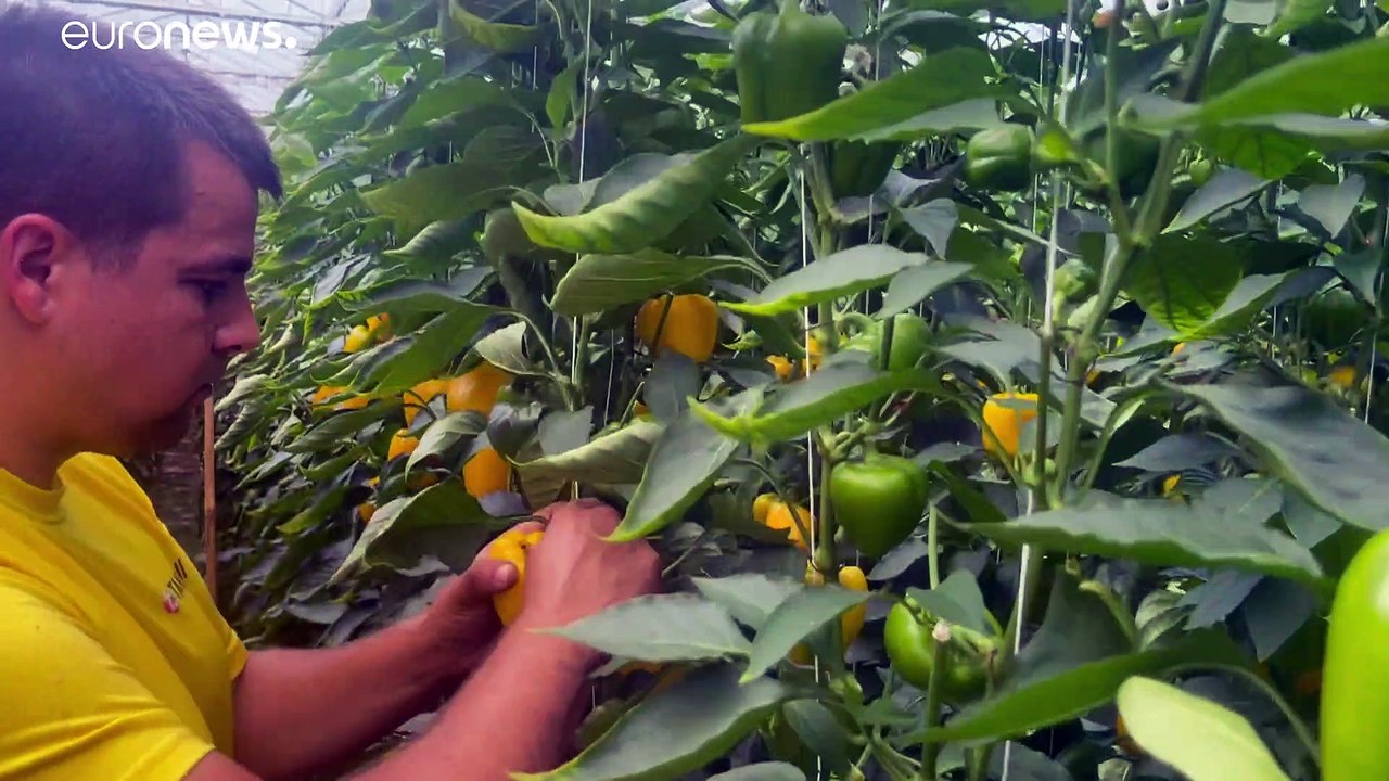 'Devastating': Crops left to rot in England as Brexit begins to bite