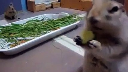 Bu kadar da iştahlı yenilmez ki