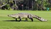 15-Foot Long Crocodile Struts Through Golf Course