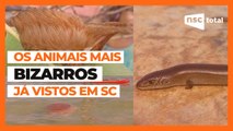 Animais BIZARROS e CURIOSOS vistos em Santa Catarina | NSC Trends