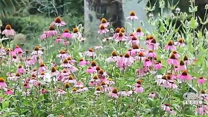 Sivrisineğe doğal çözüm