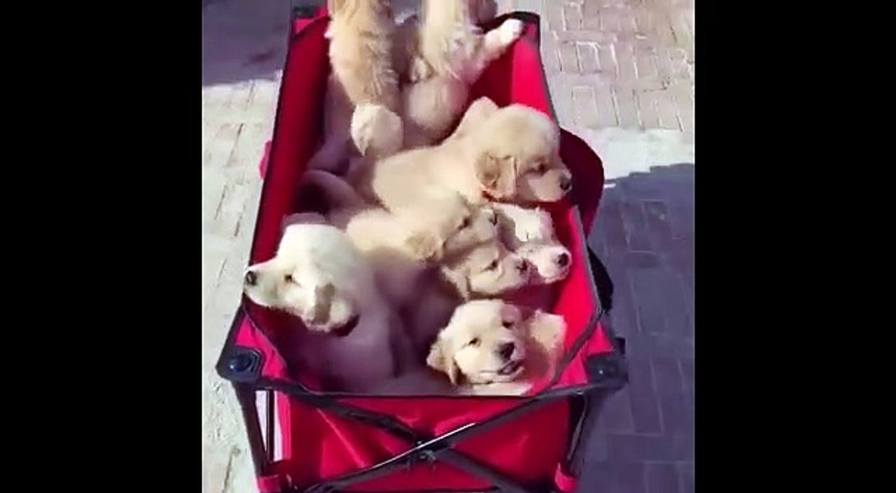 CUTEST GOLDEN RETRIEVERS!!!DOG PUPS!!!ADORABLE COMPILATION