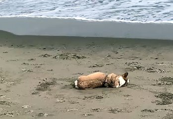 Sand Loving Corgi Disapproves of Waves