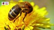 मधुमक्खी शहद कैसे बनाती है? | How Bees make Honey? | Science of Honey | Benefits of Honey
