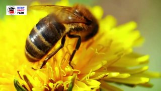 मधुमक्खी शहद कैसे बनाती है? | How Bees make Honey? | Science of Honey | Benefits of Honey