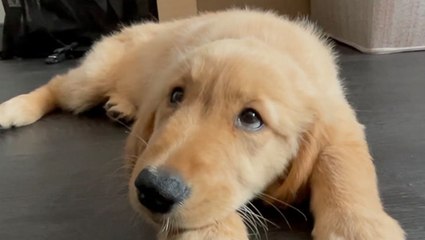 Military Family Welcomes Liberty (The Dog) Home