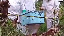 Apicultores participam de treinamento realizando retirada de enxame de abelhas em vários pontos da cidade
