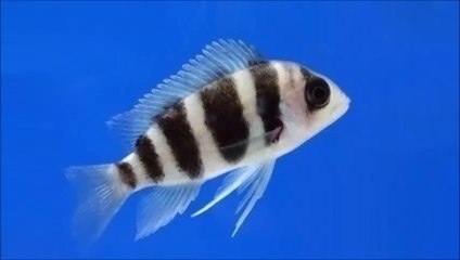 Cíclidos farsantes (Plecodus straeleni y Cyphotilapia frontosa)