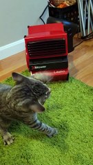 Cat Can't Keep Cool Around New Fan