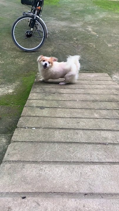 Silly Dog Slides down Front Ramp
