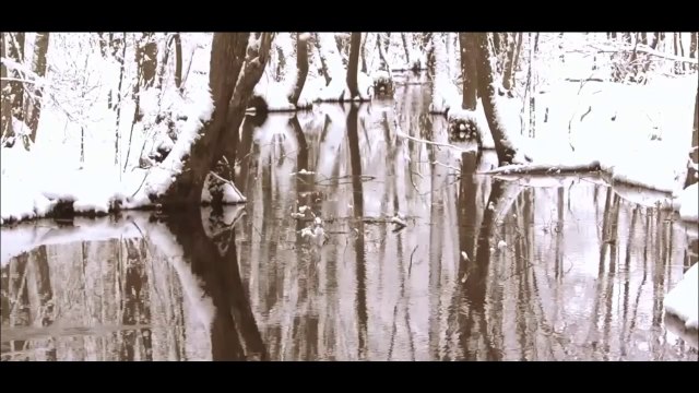 documentario vida selvagem animais / documentary wildlife animals / fauna documental animales