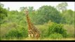 documentario vida selvagem animais  /  documentary wildlife animals  /  fauna documental animales