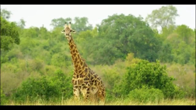 documentario vida selvagem animais / documentary wildlife animals / fauna documental animales