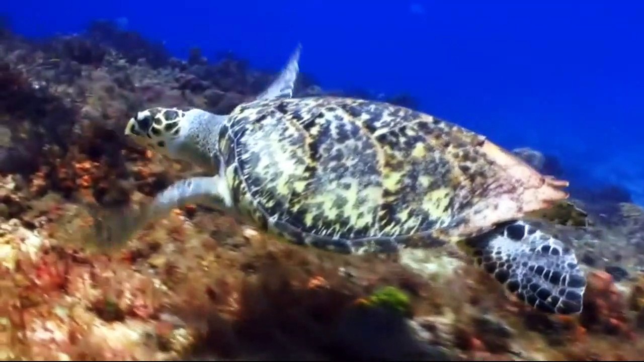 documentario vida selvagem, animais exoticos  /  documentary wildlife, exotic animals,    the animal world  /  fauna documental, animales exóticos, el mundo animal.